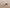 ALIA 842GC BEIGE/ROSE