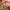 YOTSUBA Utility Knife