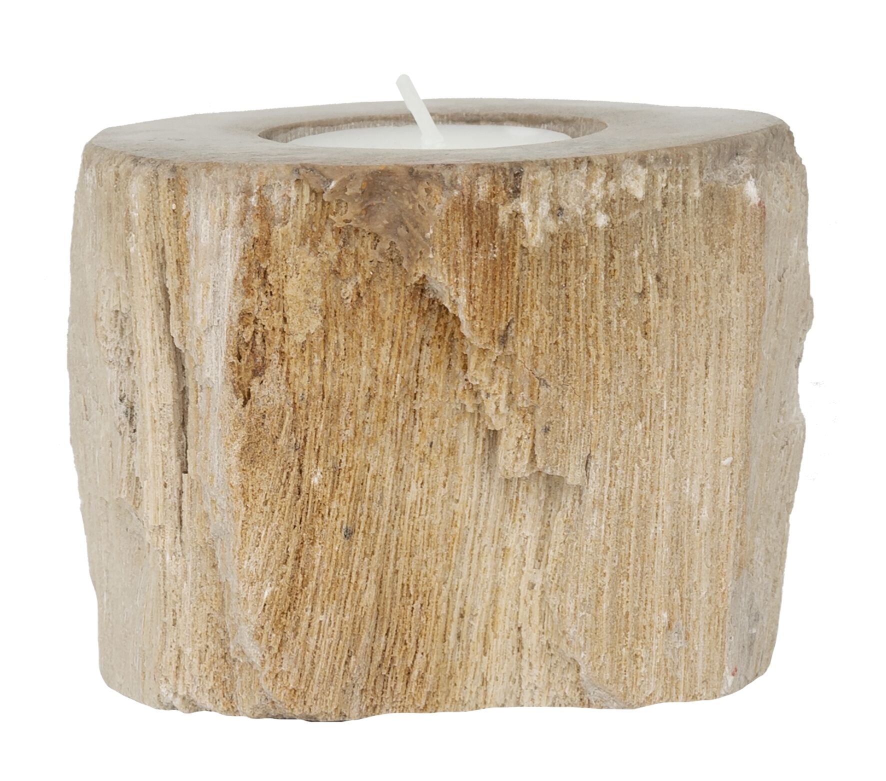 Candle Holder Fossil