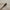 VINTAGE 553A2 CREAM/BEIGE